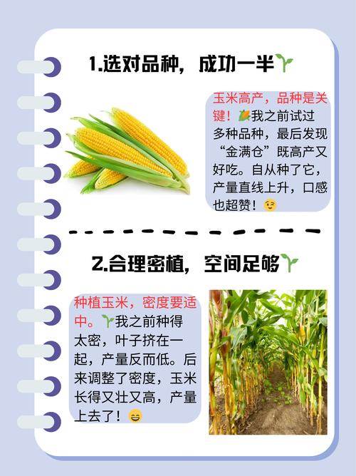 玉米套种半枝莲：2017年零元创业致富指南，白手起家如何实现年入2400元？