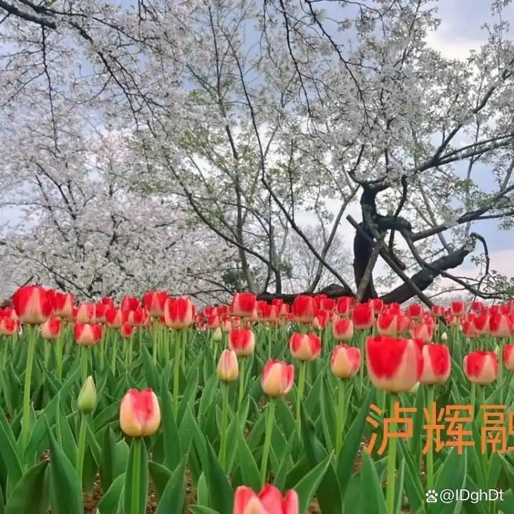 车贷咨询服务公司_上海车贷咨询服务_信贷咨询公司是什么