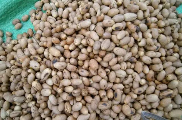 客家山野果_山货店要多大投资_客家野果