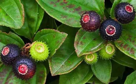 山货店要多大投资_客家野果_客家山野果