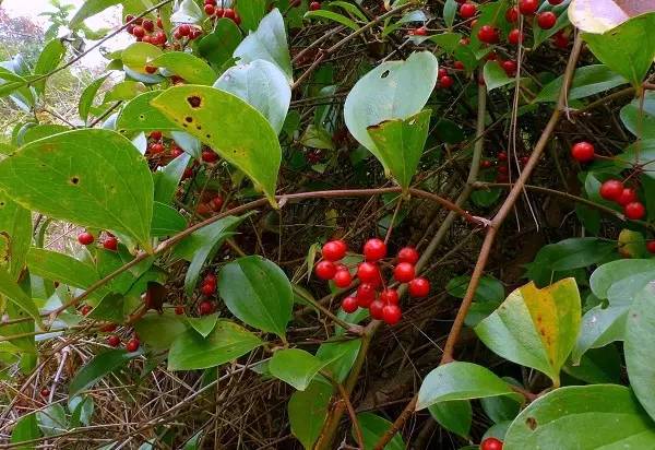 山货店要多大投资_客家山野果_客家野果