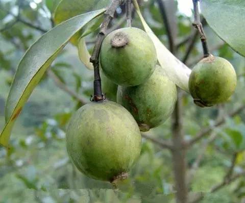 客家山野果_山货店要多大投资_客家野果