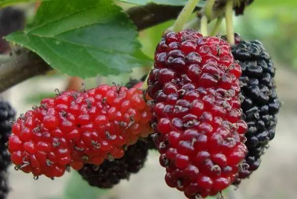 山货店要多大投资_客家山野果_客家野果