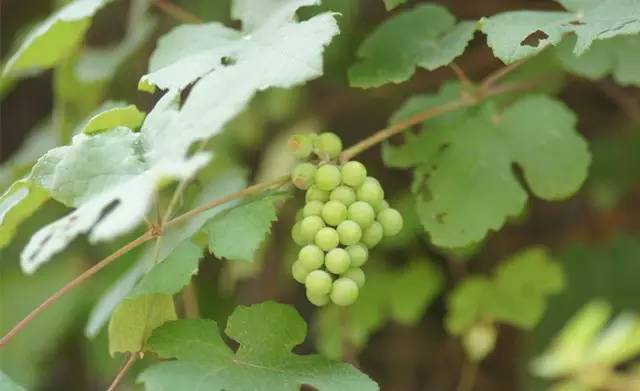 客家野果_山货店要多大投资_客家山野果