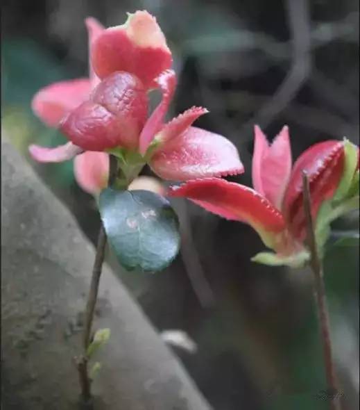 客家山野果_客家野果_山货店要多大投资