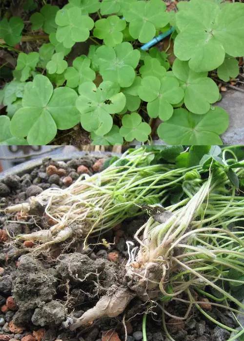 山货店要多大投资_客家山野果_客家野果