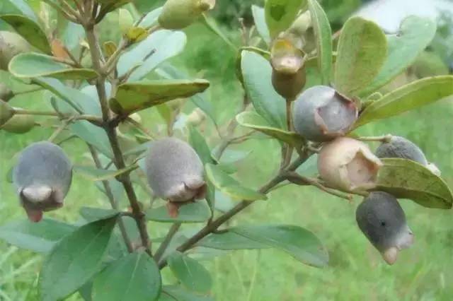 山货店要多大投资_客家山野果_客家野果
