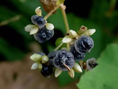 客家野果_客家山野果_山货店要多大投资