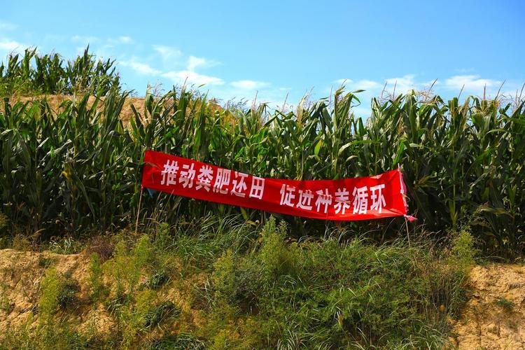 有机肥的执行标准是什么_堆肥还田技术_绿色种养循环农业试点