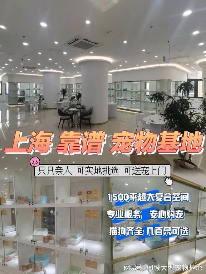 上海来福乐猫犬舍闵行店_上海纯种宠物猫狗购买_上海比较有名的猫舍