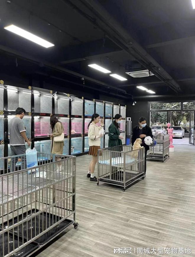 上海比较有名的猫舍_上海来福乐猫犬舍闵行店_上海纯种宠物猫狗购买