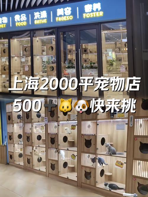 上海纯种宠物猫狗购买_上海来福乐猫犬舍闵行店_上海比较有名的猫舍