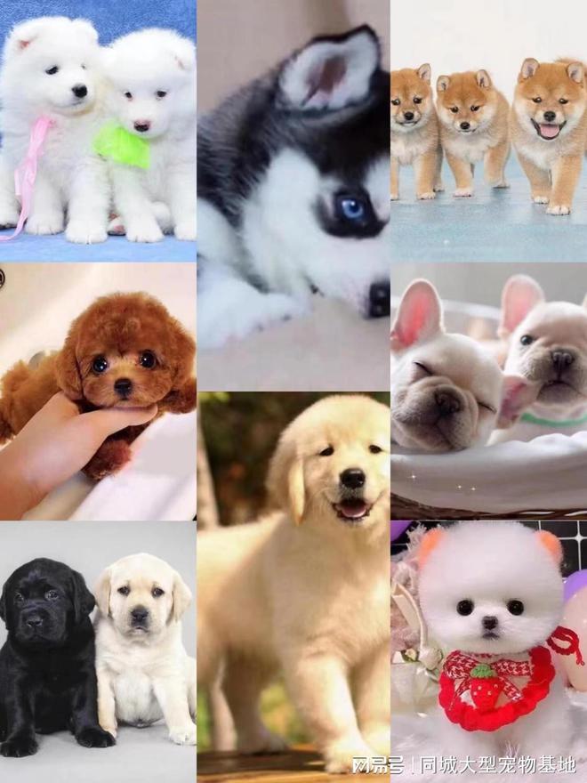 上海纯种宠物猫狗购买_上海比较有名的猫舍_上海来福乐猫犬舍闵行店