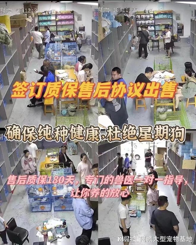 上海纯种宠物猫狗购买_上海来福乐猫犬舍闵行店_上海比较有名的猫舍