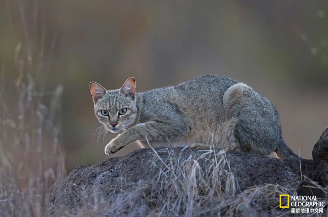 家猫起源_埃及猫可以带回中国吗_北非驯化猫