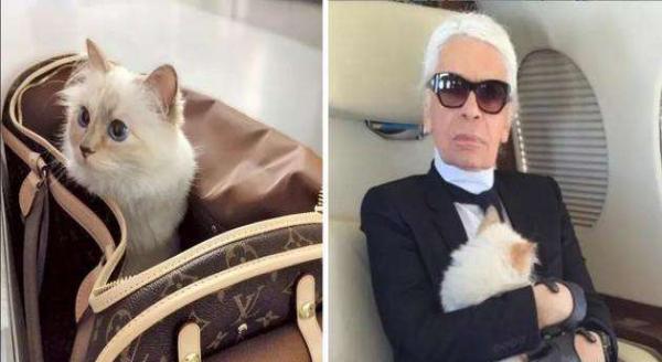 爱猫人士很常见，但身家2亿的猫并不常见