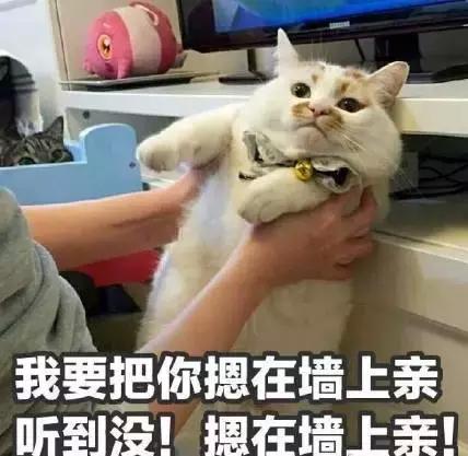 埃及猫可以带回中国吗_十二生肖没有猫原因_夏朝十二生肖起源