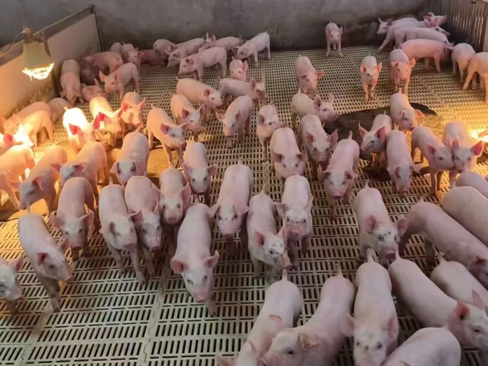 期货好服务公司有哪些_服务好的期货公司_哪个期货公司服务好